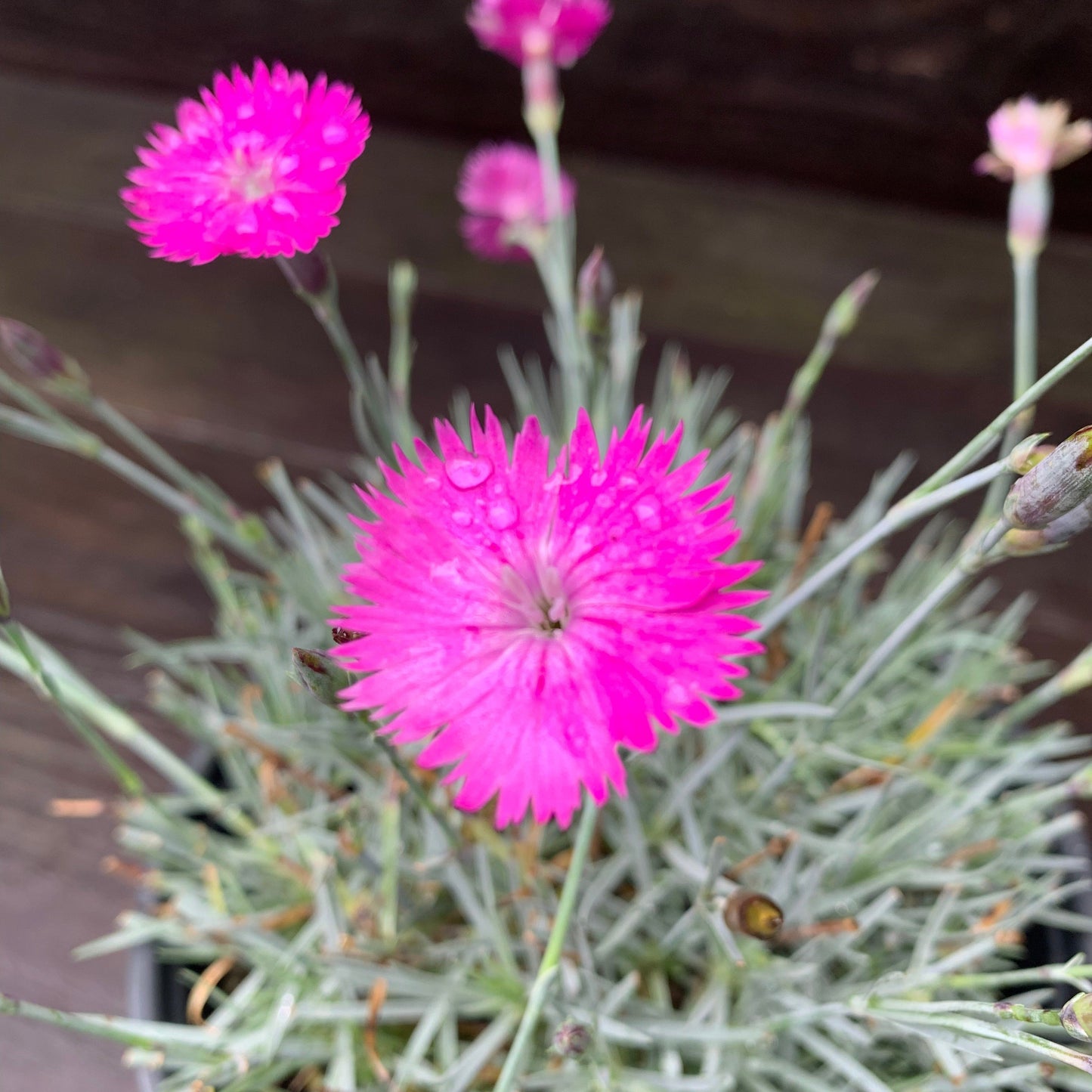 Dianthus gratianopolitanus 'Firewitch'  - Firewitch Dianthus, Cheddar Pink