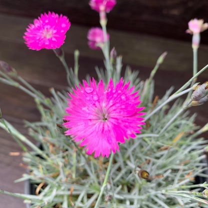 Dianthus gratianopolitanus 'Firewitch'  - Firewitch Dianthus, Cheddar Pink