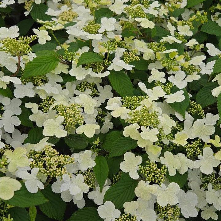 Viburnum plicatum var. tomentosum 'NCVP1'  - Steady Eddy® Doublefile Viburnum