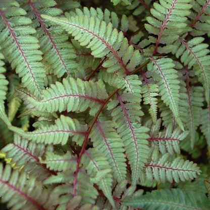 Athyrium niponicum var. pictum  - Japanese Painted Fern