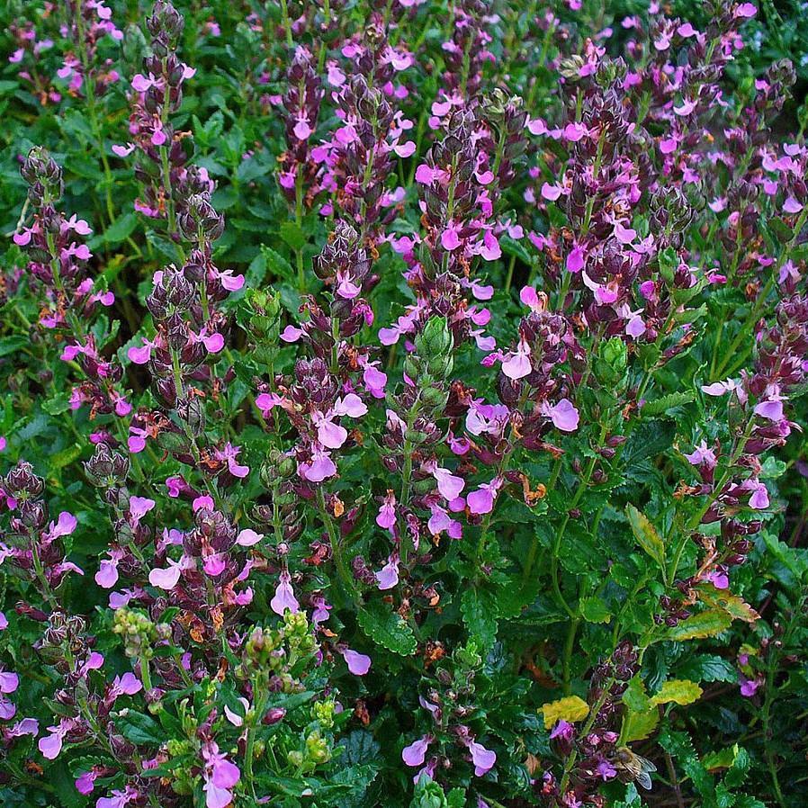 Teucrium chamaedrys  - Wall Germander
