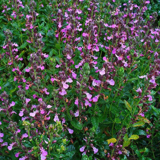 Teucrium chamaedrys  - Wall Germander