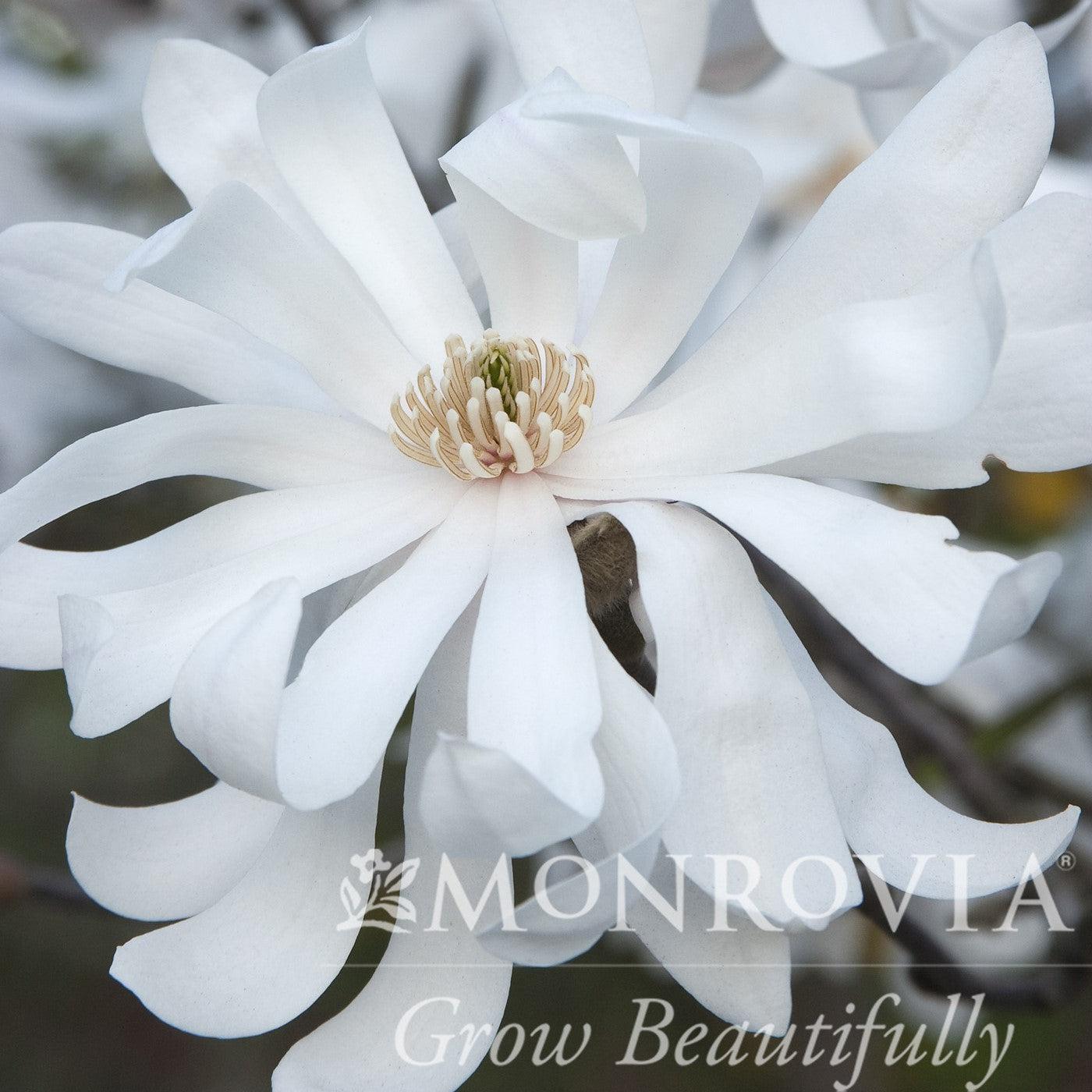 Magnolia stellata 'Royal Star'  - Royal Star Magnolia