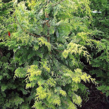 Chamaecyparis obtusa 'Crippsii'  - Golden Hinoki False Cypress