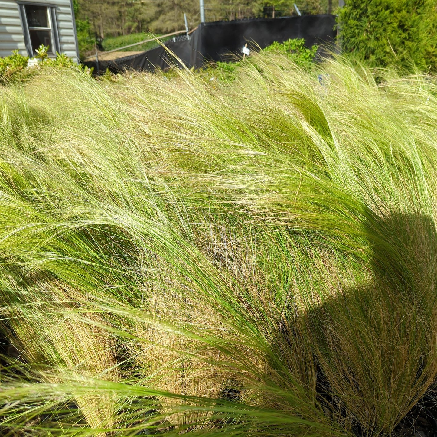 Nassella tenuissima  - Mexican Feather Grass
