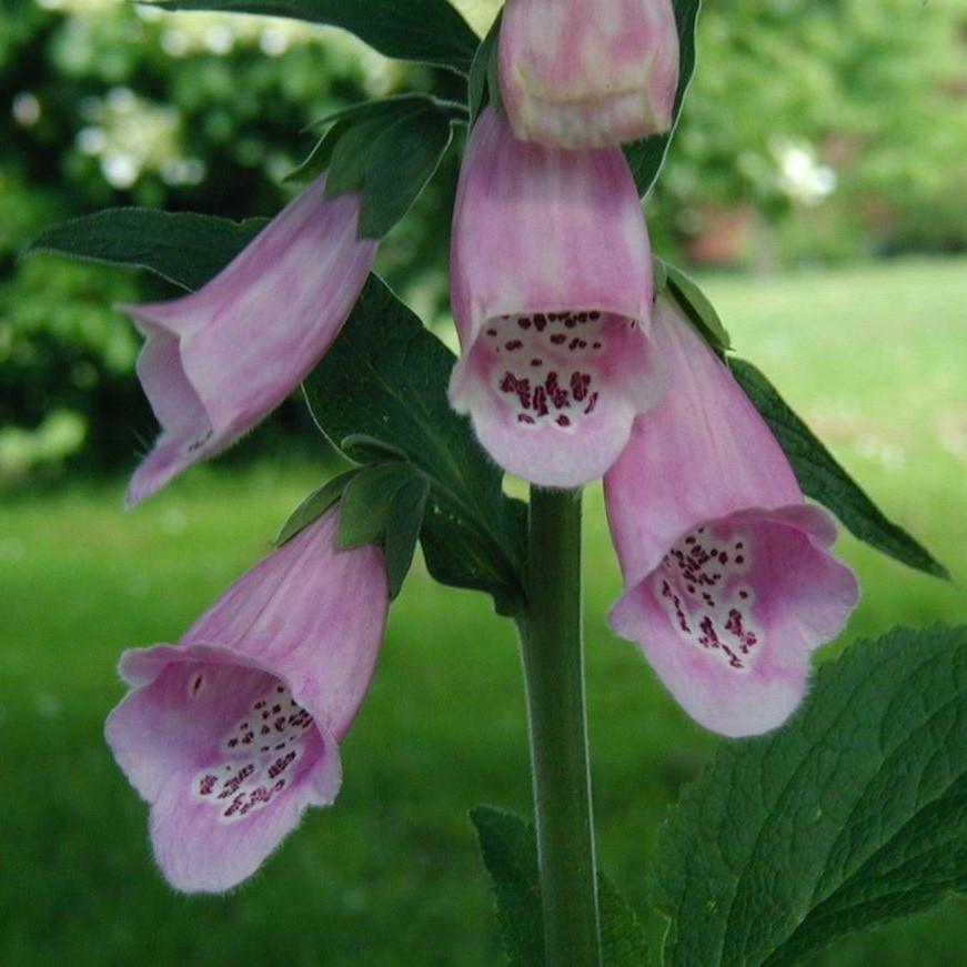 Digitalis purpurea  'Camelot Lavender'  - Camelot Lavender Foxglove