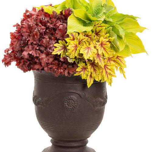 x Heucherella ‘Eye Spy’  - Fun and Games® Eye Spy Foamy Bells
