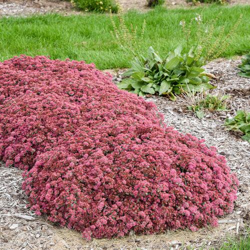 Sedum ‘Popstar’  - Rock 'N Round™ Popstar Stonecrop