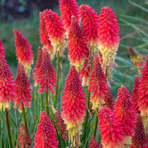 Kniphofia 'Rocket's Red Glare'  - PW® Pyromania® Rocket's Red Glare Red Hot Poker, Torch Lily