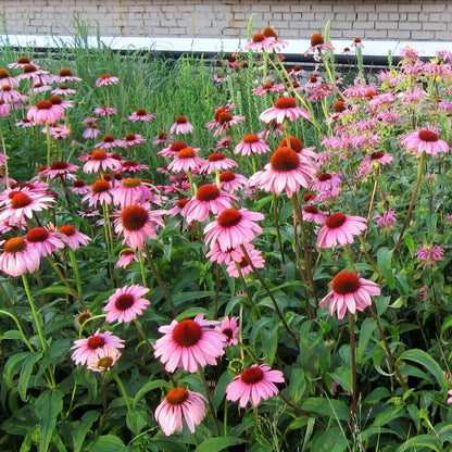 Echinacea purpurea 'Magnus'  - Magnus Echinacea, Coneflower