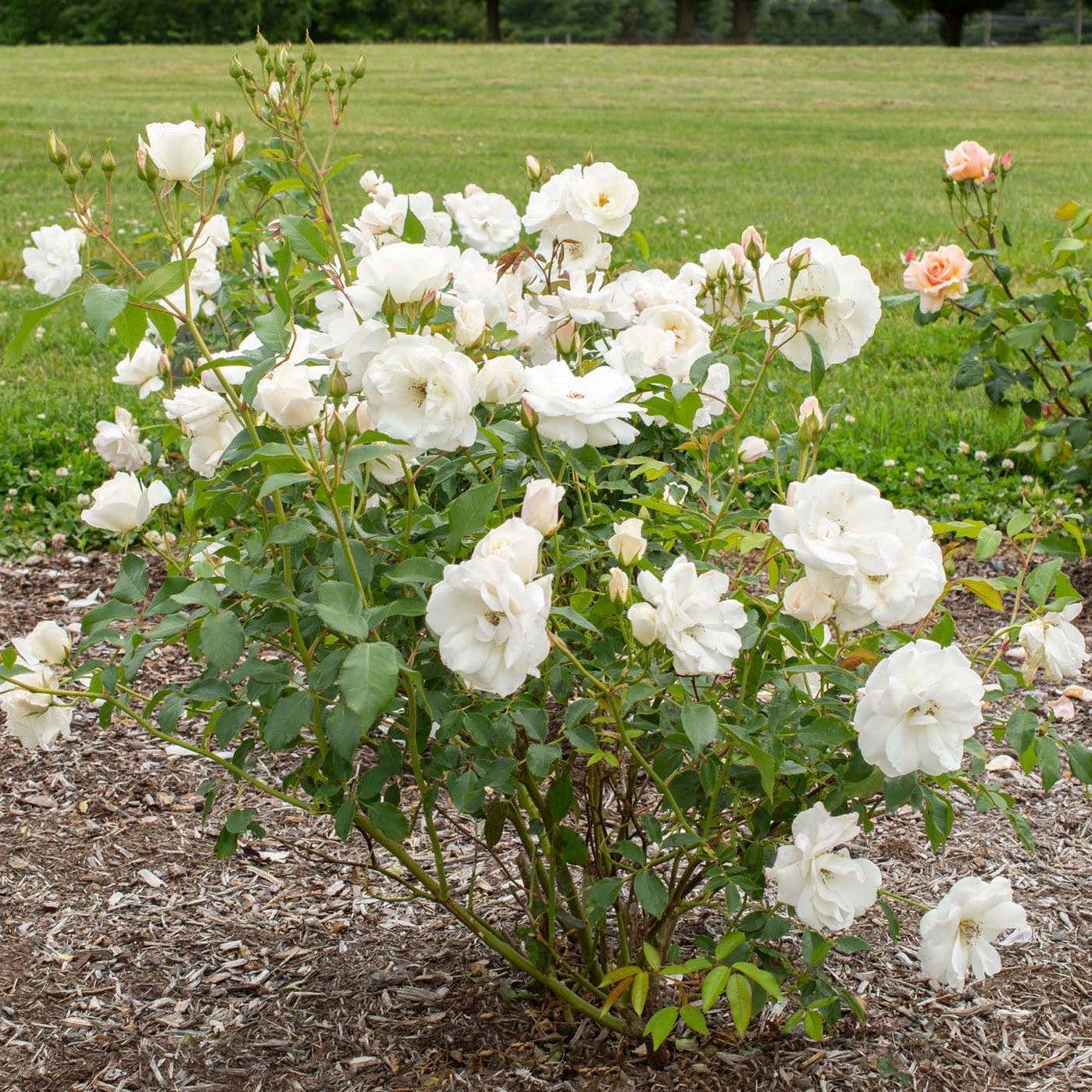 Rosa 'Korbin'  - Iceberg Rose