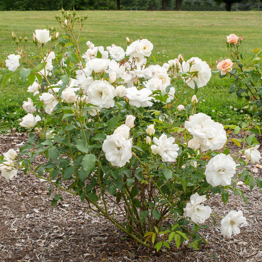 Rosa 'Korbin'  - Iceberg Rose