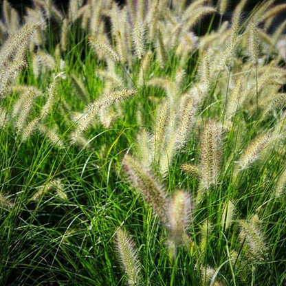 Pennisetum alopecuroides 'Hameln  - Hameln Fountain Grass