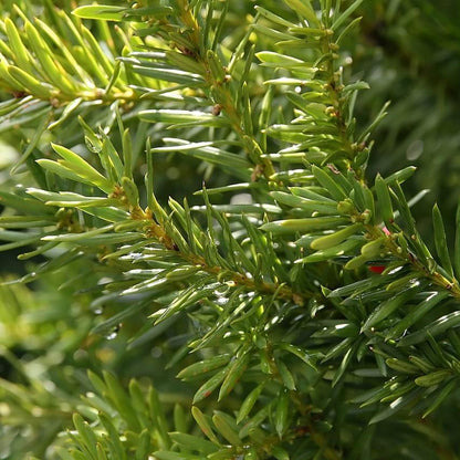 Taxus × media 'Hicksii'  - Hick's Yew