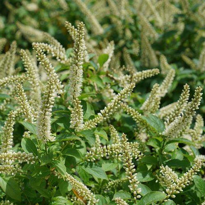 Itea virginica 'SMNIVMM' PP33549  - PW® Fizzy Mizzy® Sweetspire