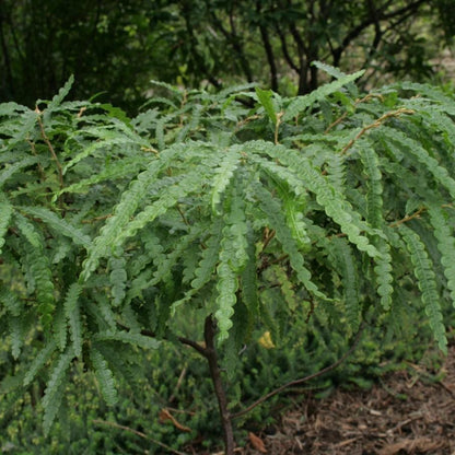 Comptonia peregrina  - Sweet Fern