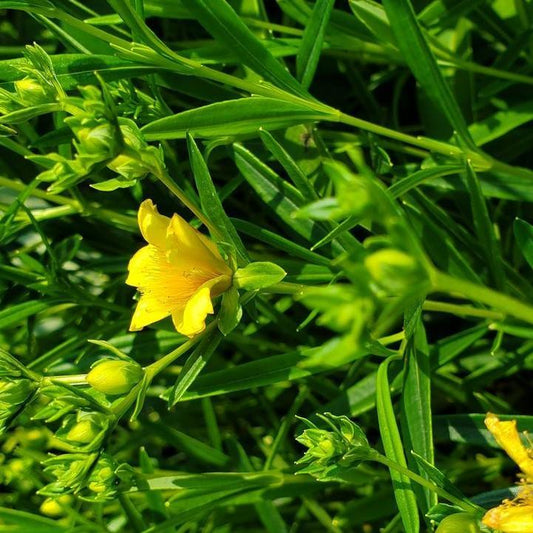 Hypericum kalmianum 'Gemo'  - Gemo St. John's Wort