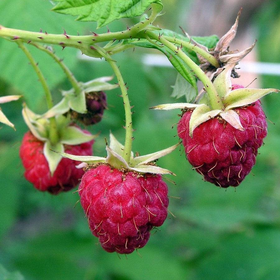 Rubus idaeus 'Meeker'  - Meeker Raspberry