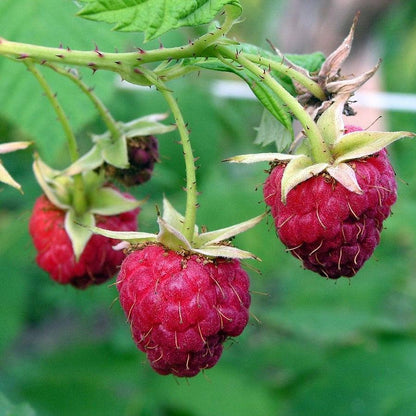 Rubus idaeus 'Meeker'  - Meeker Raspberry