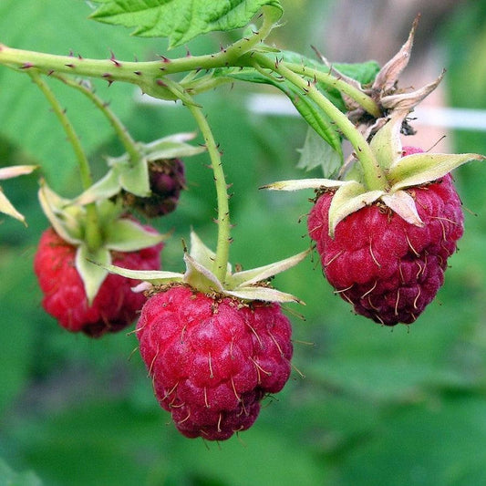 Rubus idaeus 'Meeker'  - Meeker Raspberry