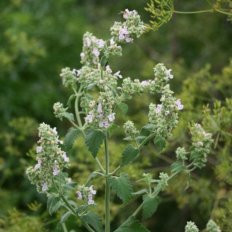 Nepeta cataria  - Catnip