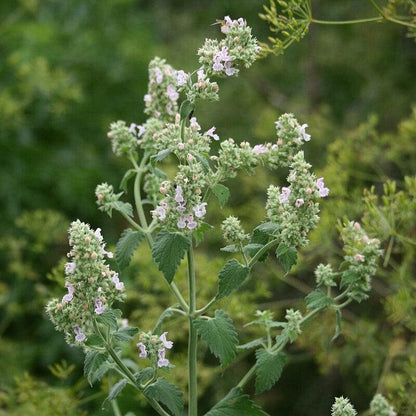 Nepeta cataria  - Catnip