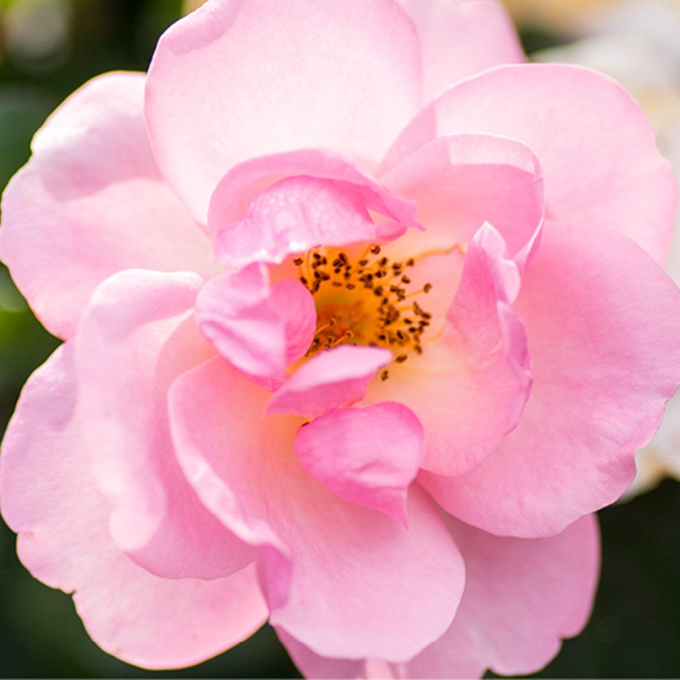 Rosa 'Radgor'  - Knock Out® Peachy Rose