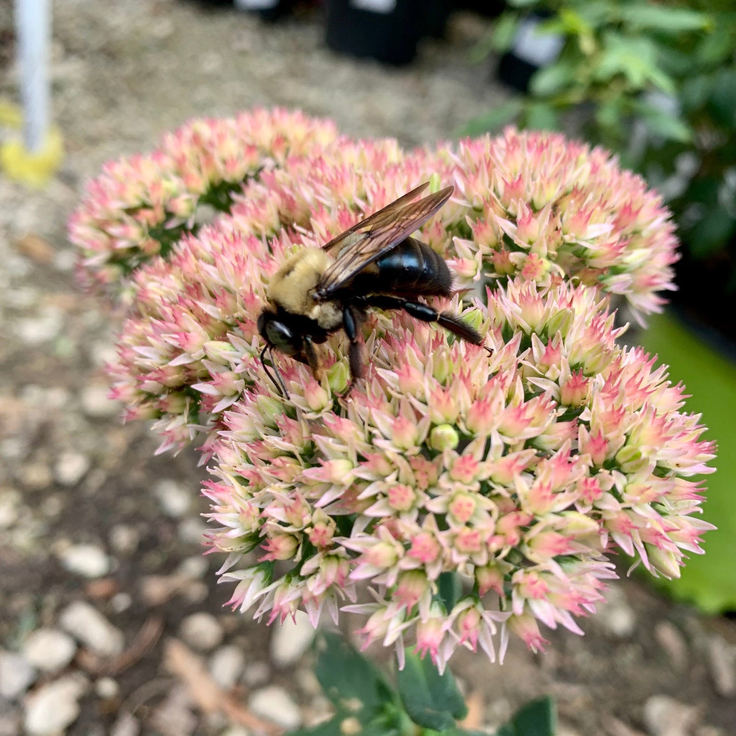 Sedum spectabile 'Autumn Joy'  - Autumn Joy Stonecrop