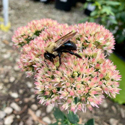 Sedum spectabile 'Autumn Joy'  - Autumn Joy Stonecrop
