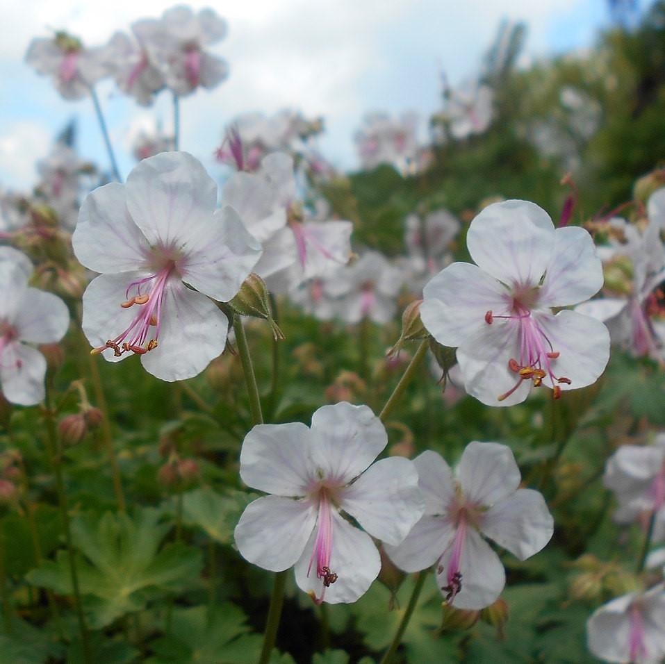 Geranium x cantabrigiense 'Biokovo'  - Biokovo Cranesbill