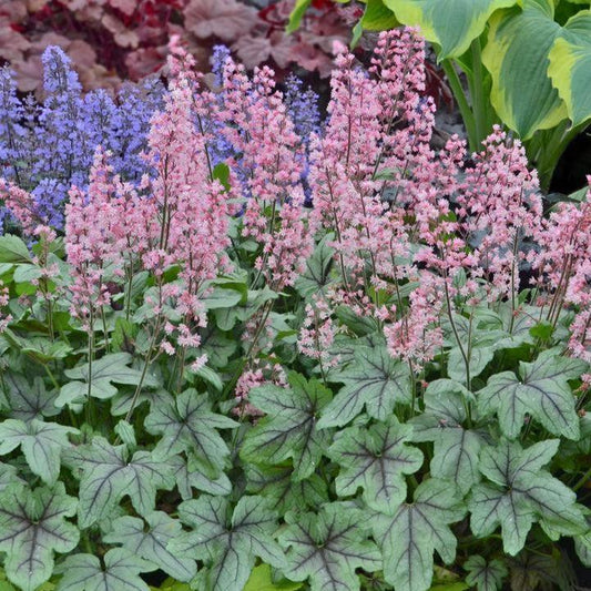 Heucherella ‘Pink Fizz’  - Pink Fizz Foamy Bells