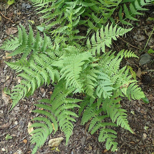 Dryopteris marginalis  - Eastern Wood Fern, Leatherwood Fern