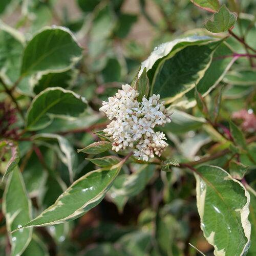 Cornus alba 'Verpaalen2' PP34,377  - Sgt. Pepper™ Dogwood