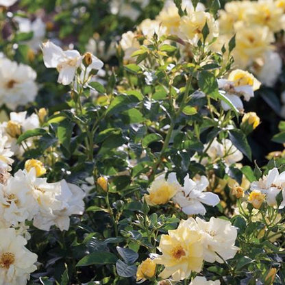 Rosa ‘Meisentmil' PP 20,635  - Lemon Drift® Rose