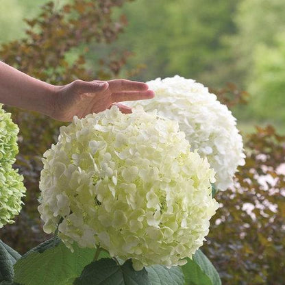 Hydrangea arborescens 'Abetwo'  - Proven Winners® Incrediball® Smooth Hydrangea