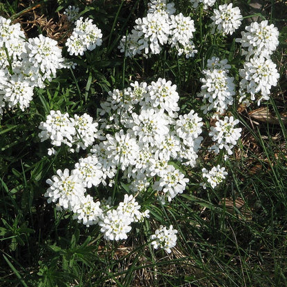 Iberis sempervirens 'Snowsurfer'  - Snowsurfer™ Candytuft