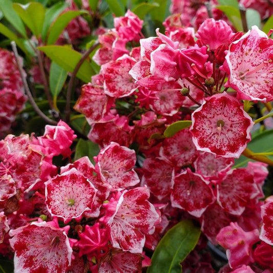 Kalmia latifolia 'Kaleidoscope'  - Kaleidoscope Mountain Laurel
