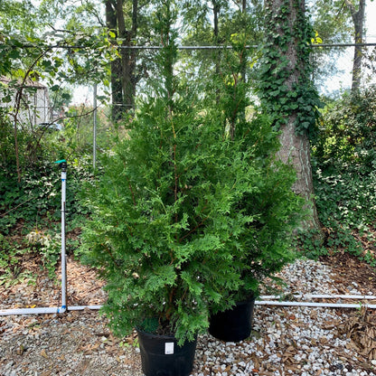 Thuja standishii x plicata 'Green Giant'  - Green Giant Arborvitae