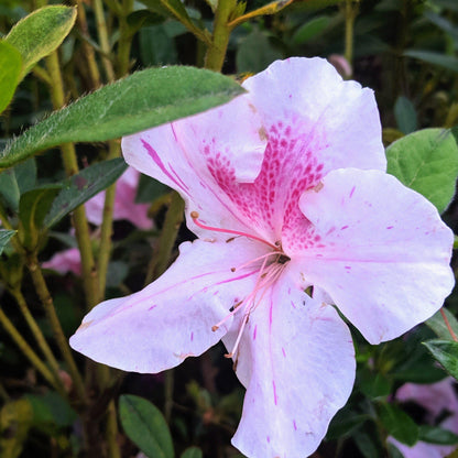 Rhododendron ‘Conlep’  - Encore® Autumn Twist™ Azalea