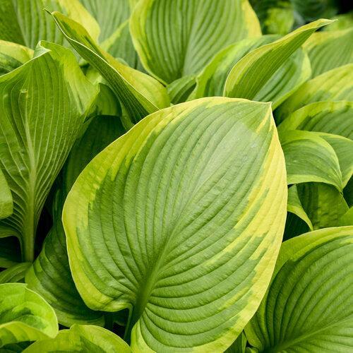 Hosta 'Lone Star' PP35,234  - PW® Shadowland® Lone Star Hosta