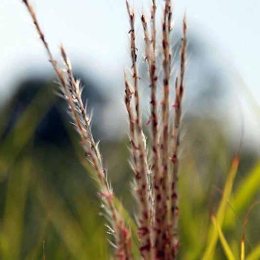 Miscanthus sinensis 'Purpurascens'  - Flame Grass, Purple Maiden Grass