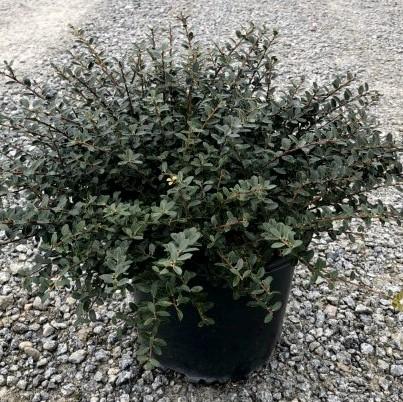 Ilex crenata 'Helleri'  - Helleri Japanese Holly