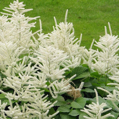 Aruncus dioicus  - Goat's Beard