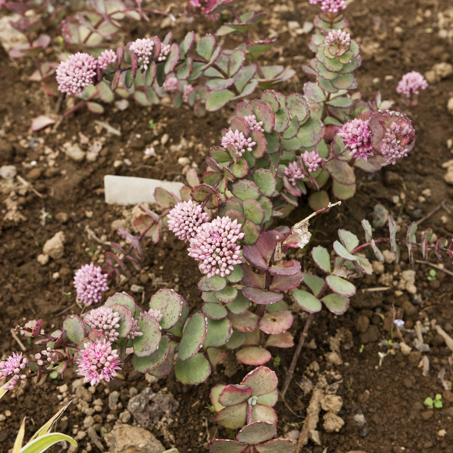 Sedum 'Lime Zinger'  - SunSparkler® Lime Zinger Sedum