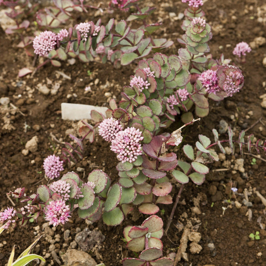 Sedum 'Lime Zinger'  - SunSparkler® Lime Zinger Sedum