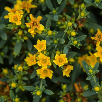 Hypericum kalmianum 'PIIHYP-I'  - First Editions® Cobalt-n-Gold™ St. John's Wort