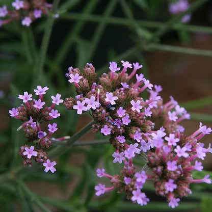 Verbena bonariensis 'Lollipop'   - Lollipop Verbena