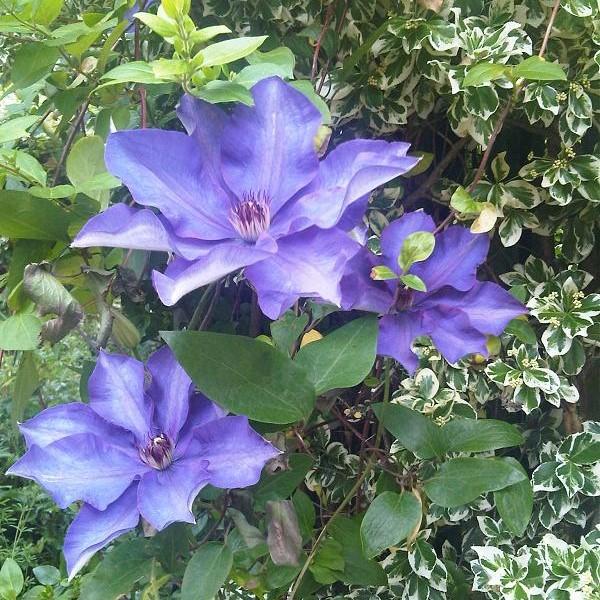 Clematis 'The President'  - The President Clematis