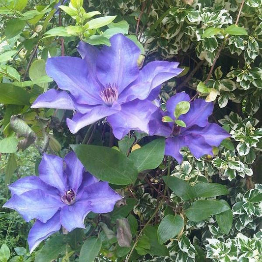 Clematis 'The President'  - The President Clematis