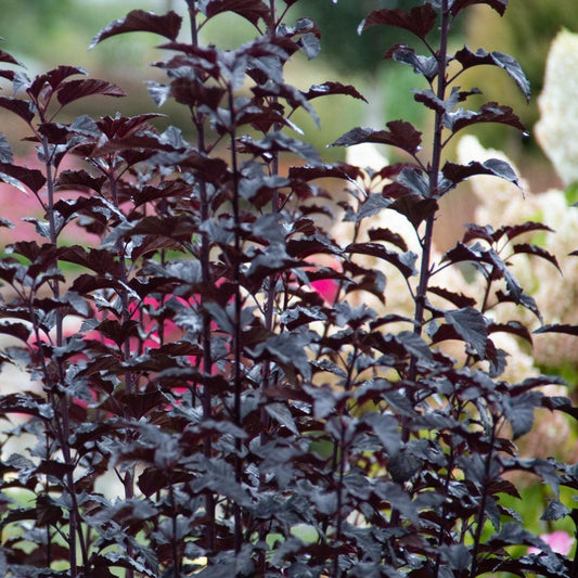 Physocarpus opulifolius 'N5'  - Bloomin' Easy® Panther Ninebark